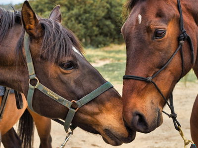 Največ šteje LJUBEZEN.