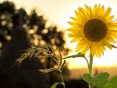 Nujna zimska oprema - Vitamin D!